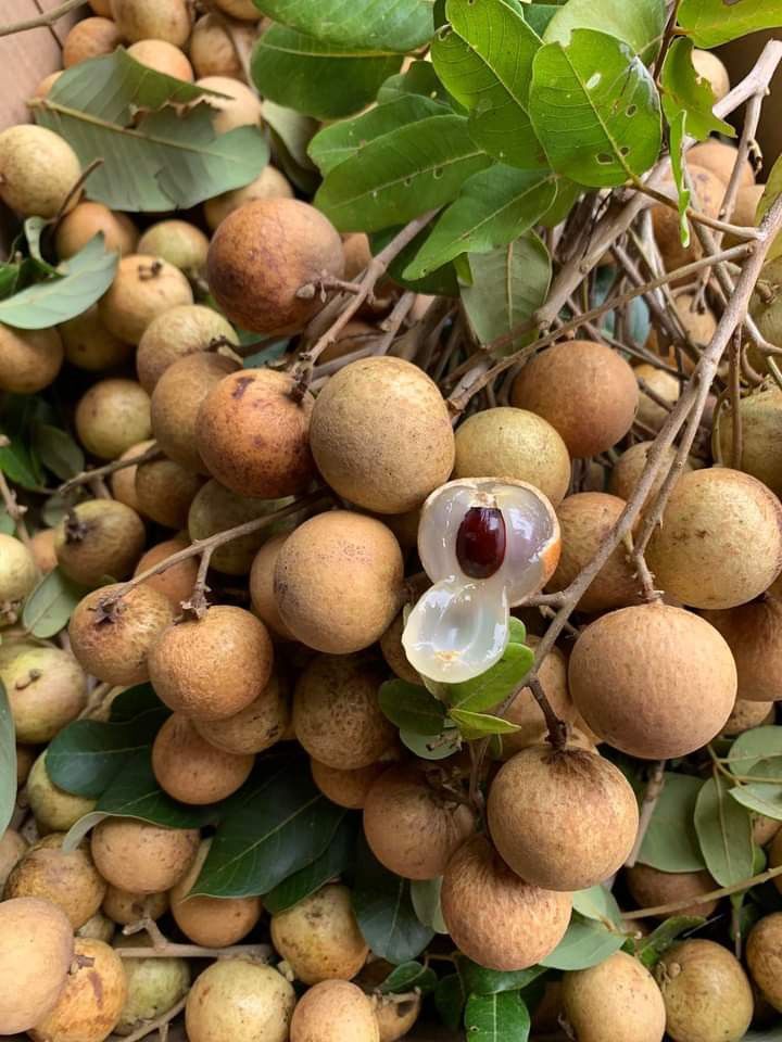 Phân gà hữu cơ cho cây vải