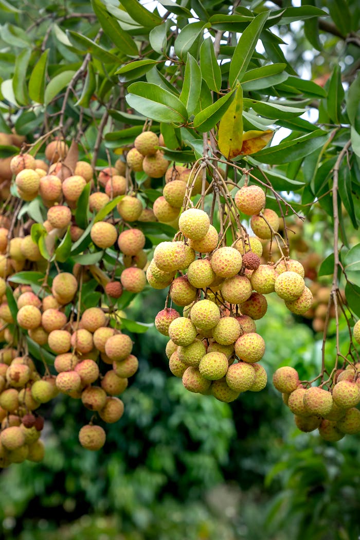 Close-up of a lychee tree laden with fresh ripe fruit, ideal for food and nature themes.