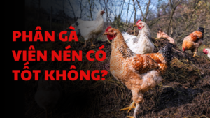 Phân gà hữu cơ